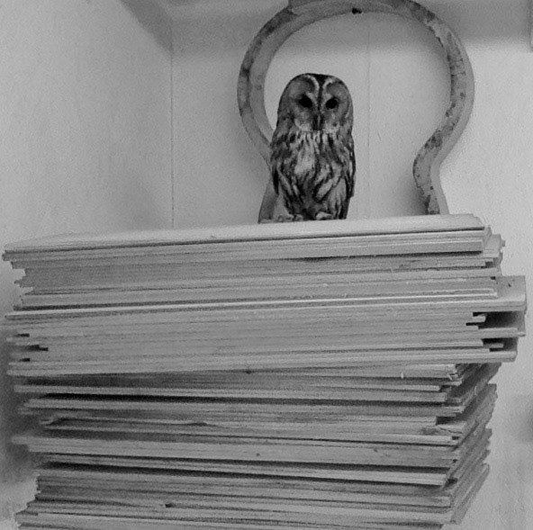Hobbs the owl on a pile of wood in Gary's workshop
